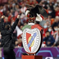 benfica orel