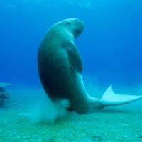 dugong3