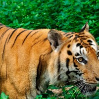 indijski tiger