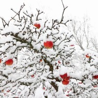 sneg, drevo, jabolka