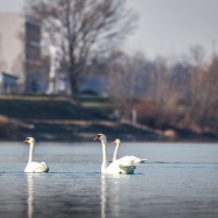 labodi, soboško-jezero