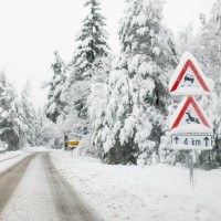 sneg, cesta, drevesa