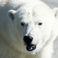 severni medved, polarni medved
