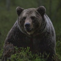 bear-4838870_1920