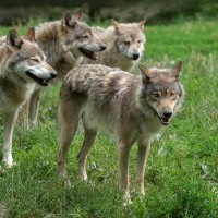 wolves-4377376_1920