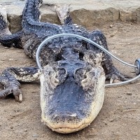 aligator, brooklyn-prospect-park