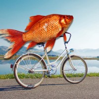 riba na biciklu