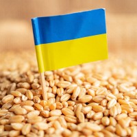 ukrajina, ukrajinsko žito