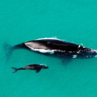 južnomorski kit