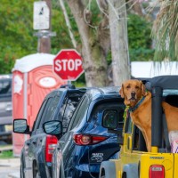 pes, avtomobil, potovanje, žival