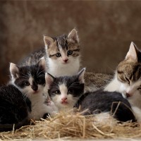 cat-family-g878be81db_1280