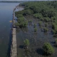 svetilnik mangrove