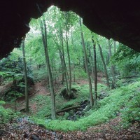 gozd, harz