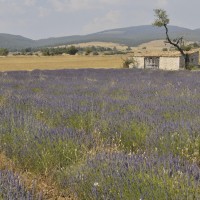 sivka, provansa