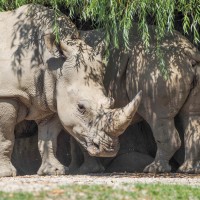nosorog, živalski vrt salzburg