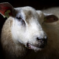 ovca, bolezen-modrikastega-jezika, nizozemska