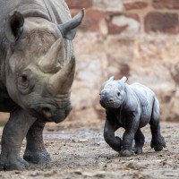 Samica nosoroga po imenu Delilah je skotila samca