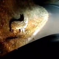 divja mačka serval