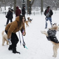 psi sneg iztrebki