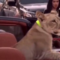 Lev, levji mladič, tajska