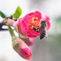 čebela, opraševanje