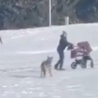 volk voziček dojenček