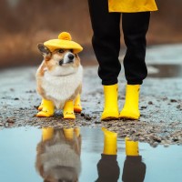 pes, mokro, dež, luže, škornji