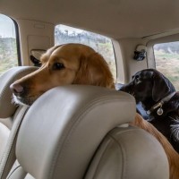 psi pes avto potovanje hišni ljubljenček