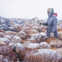 mongolia-nomad-mraz