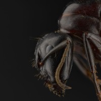 mravlja, žuželka