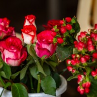 roža šopek vrtnica