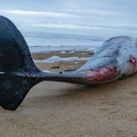 dead-dolphin