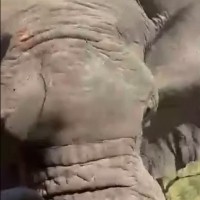 slon napad safari