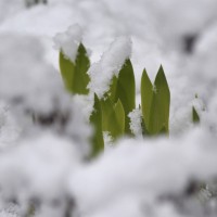 pomlad sneg