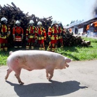 fire-pig-germany