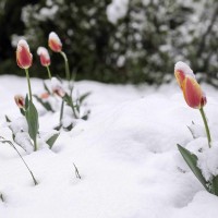 stara fužina, sneg, rože