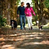 ŠTIRI TAČKE IN ZA ZDRAVJE