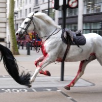 london, konj