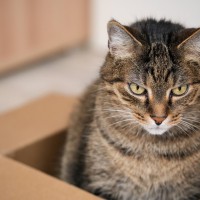 cat-in-a-box