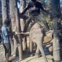 mučenje slonov
