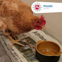 kokoš, policija