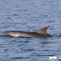 delfin, slovenija, velika pliskavka