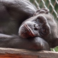 zoo-ljubljana, šimpanzinja, mojca