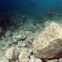 acanthurus monroviae