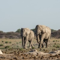 namibija-sloni