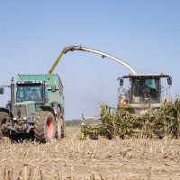 žetev, koruza, žetev-koruze, kombajn, traktor, njiva