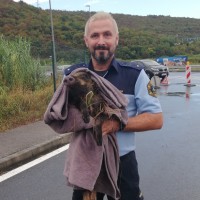 policist divji prašič