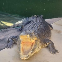 crocodile-burt