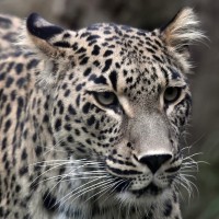 perzijski leopard