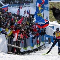 pokljuka divji petelin